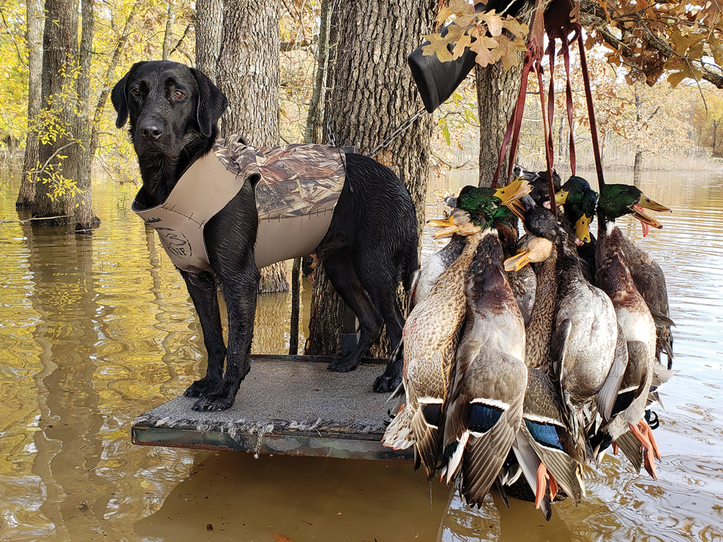 2018 Dog of the Year Winners