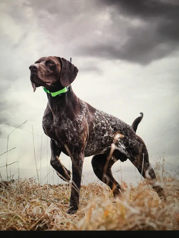 2018 Dog of the Year Winners