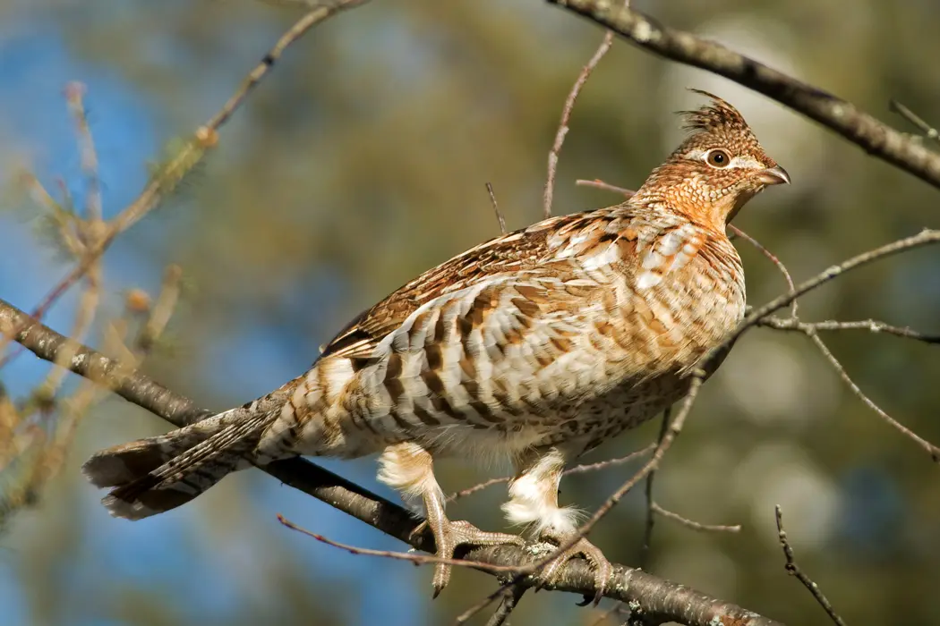 MissouriRestocking Ruffed Grouse