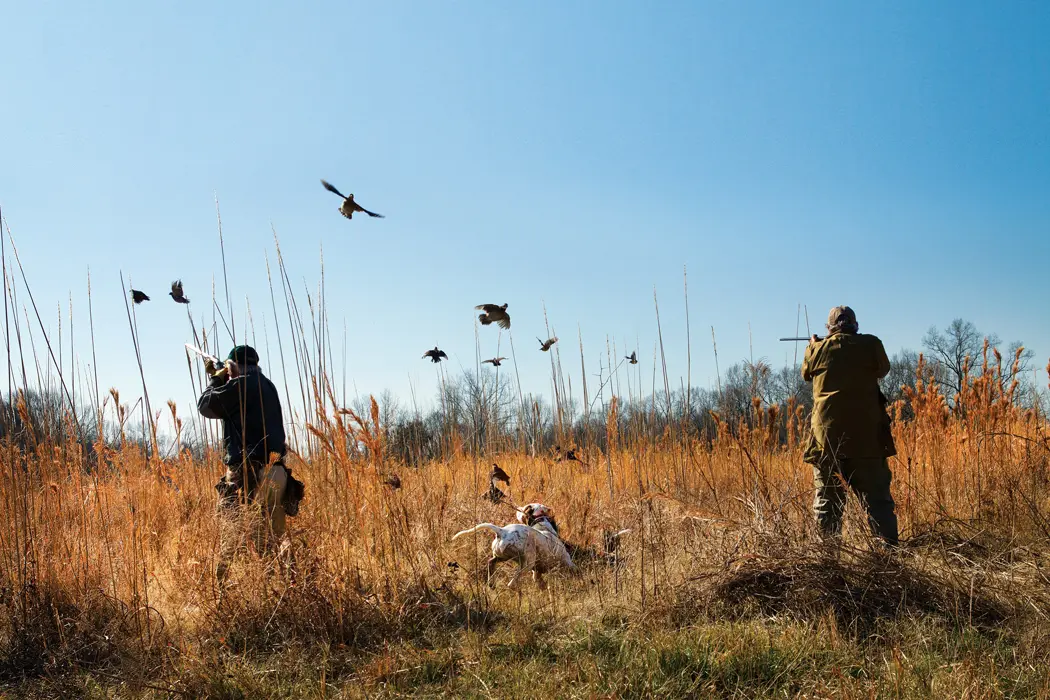 Bobs in the Black Belt