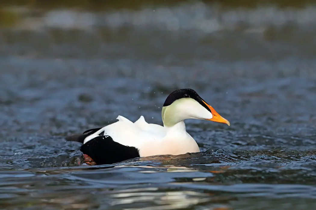 Cold Bay Fowling