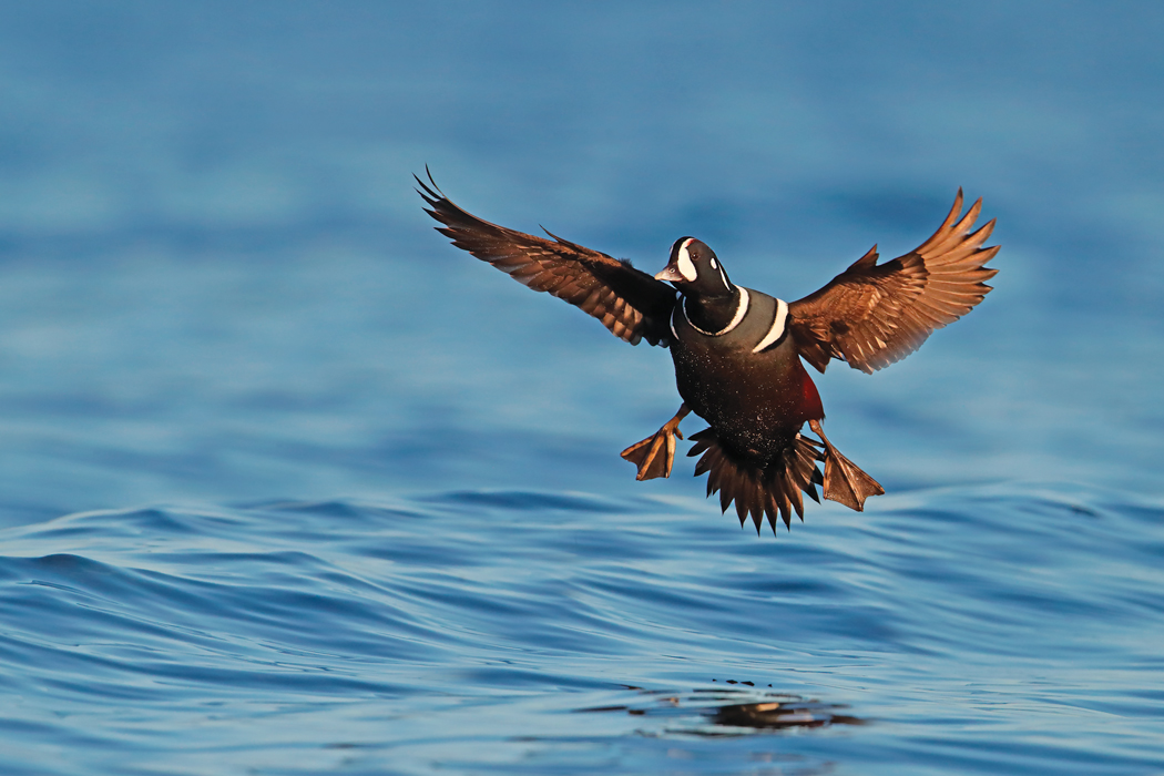 Cold Bay Fowling