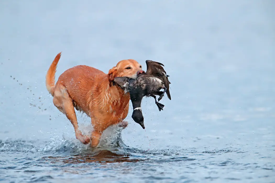 Cold Bay Fowling