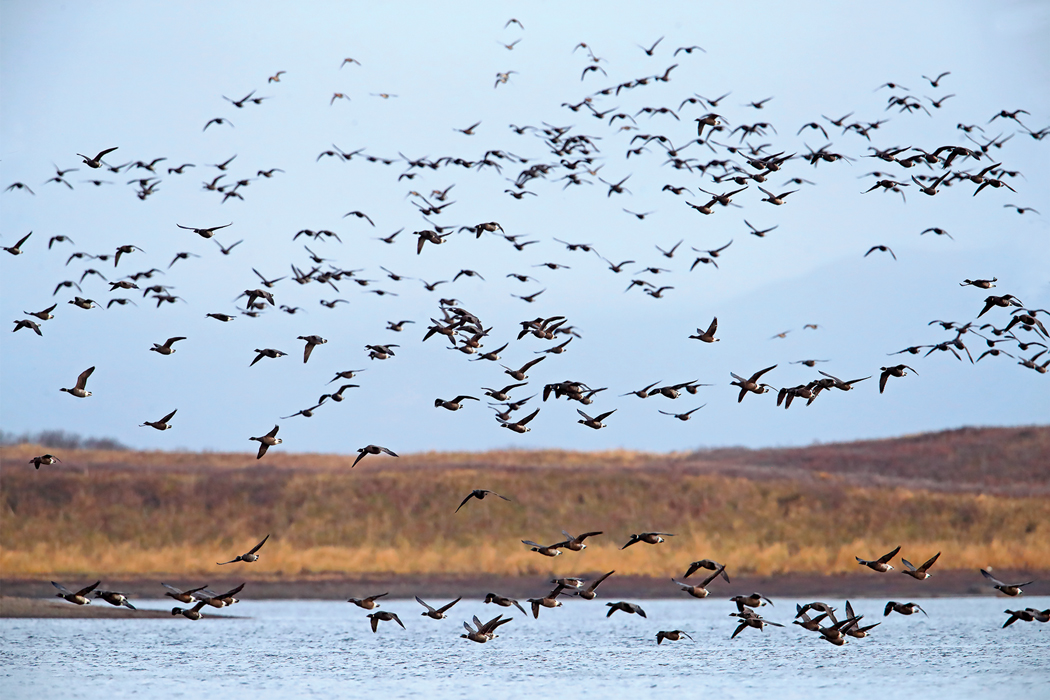 Cold Bay Fowling