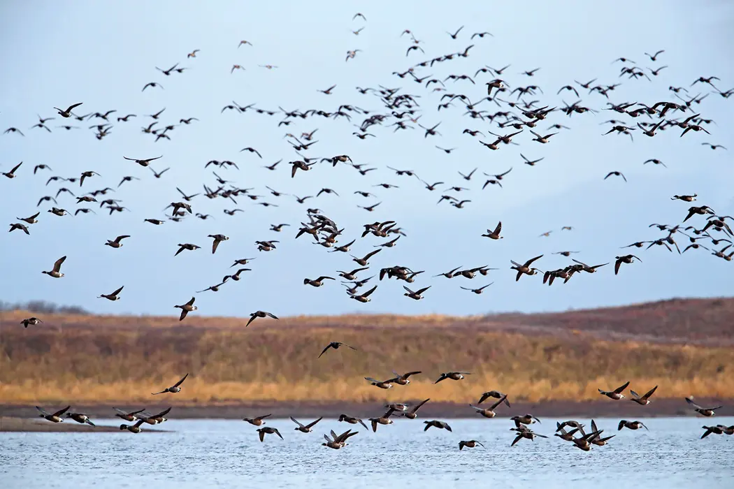 Cold Bay Fowling