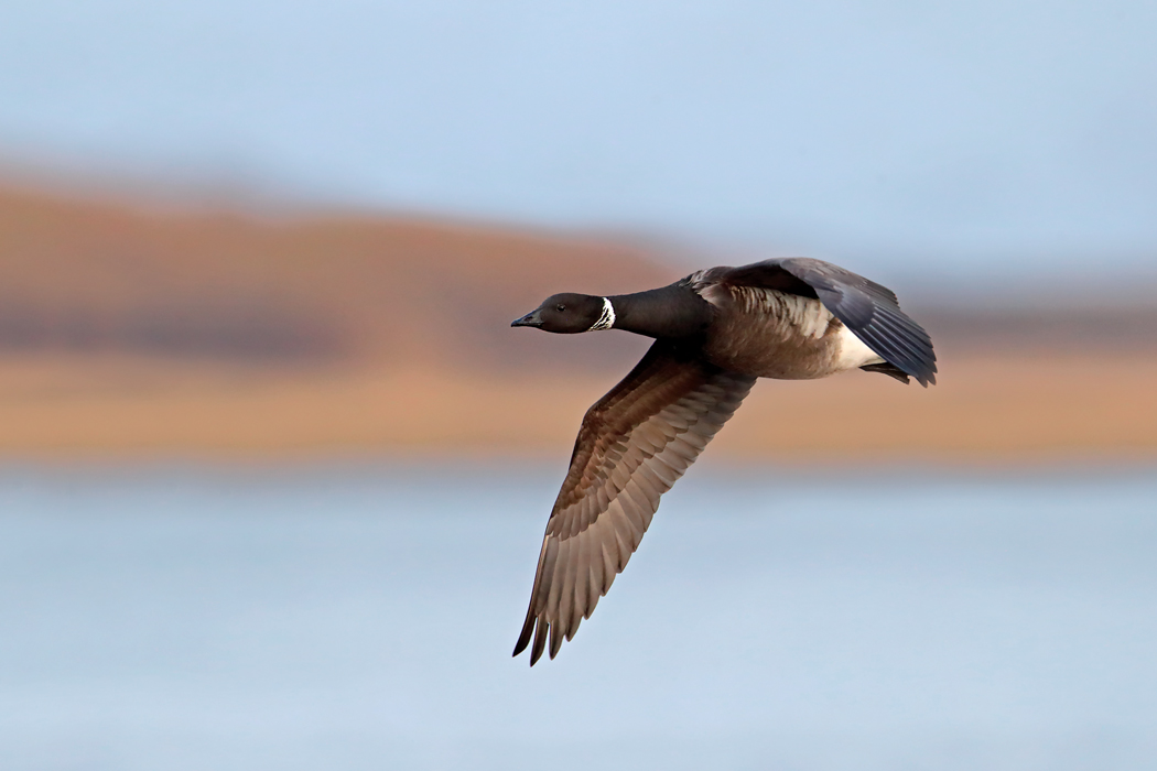 Cold Bay Fowling