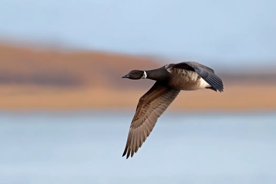 Cold Bay Fowling