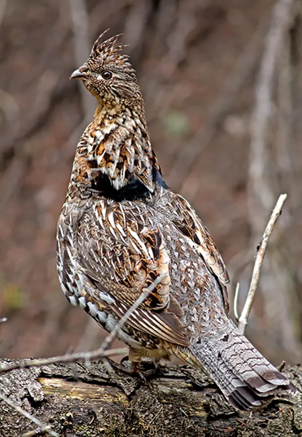 New Jersey Cancels Grouse Season