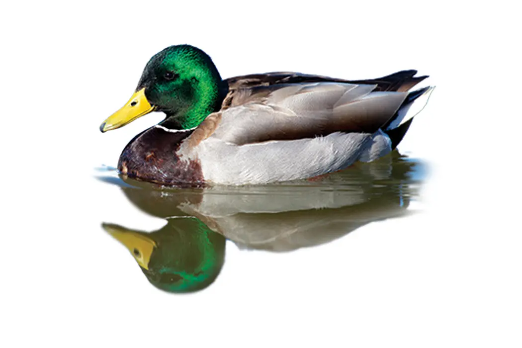 The Duck Outlook