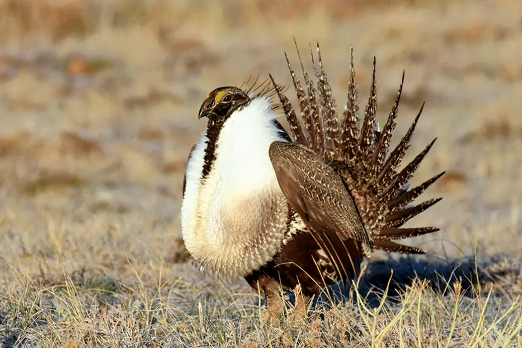Farm Bill Promotes Native Vegetation