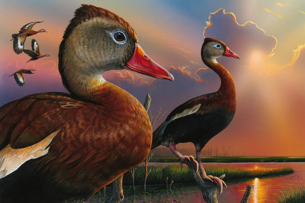 2020 Duck Stamp Winner Announced