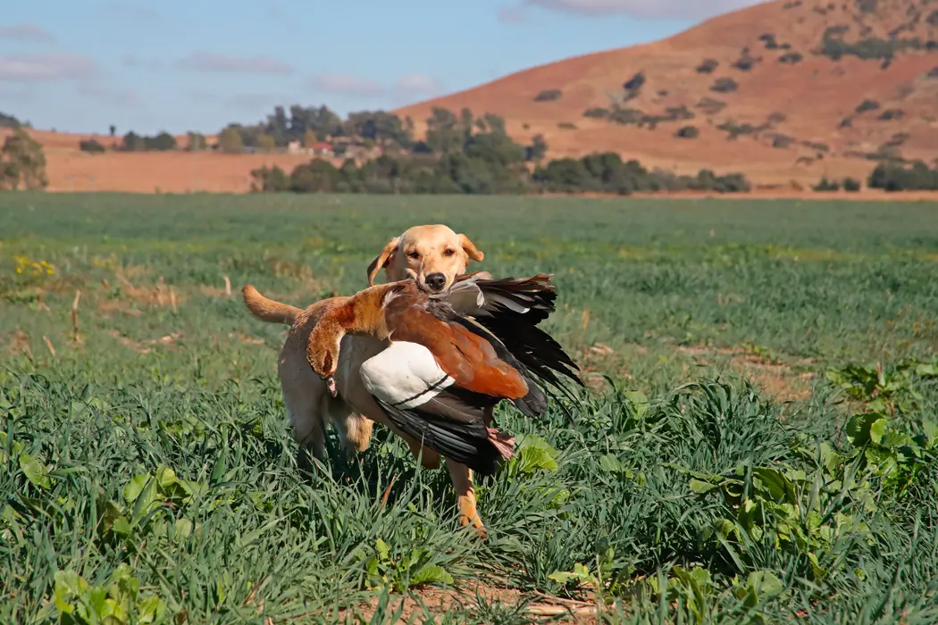 Wingshooting at Bird Hunters Africa