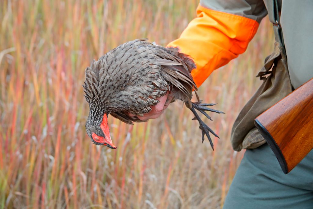 Wingshooting at Bird Hunters Africa