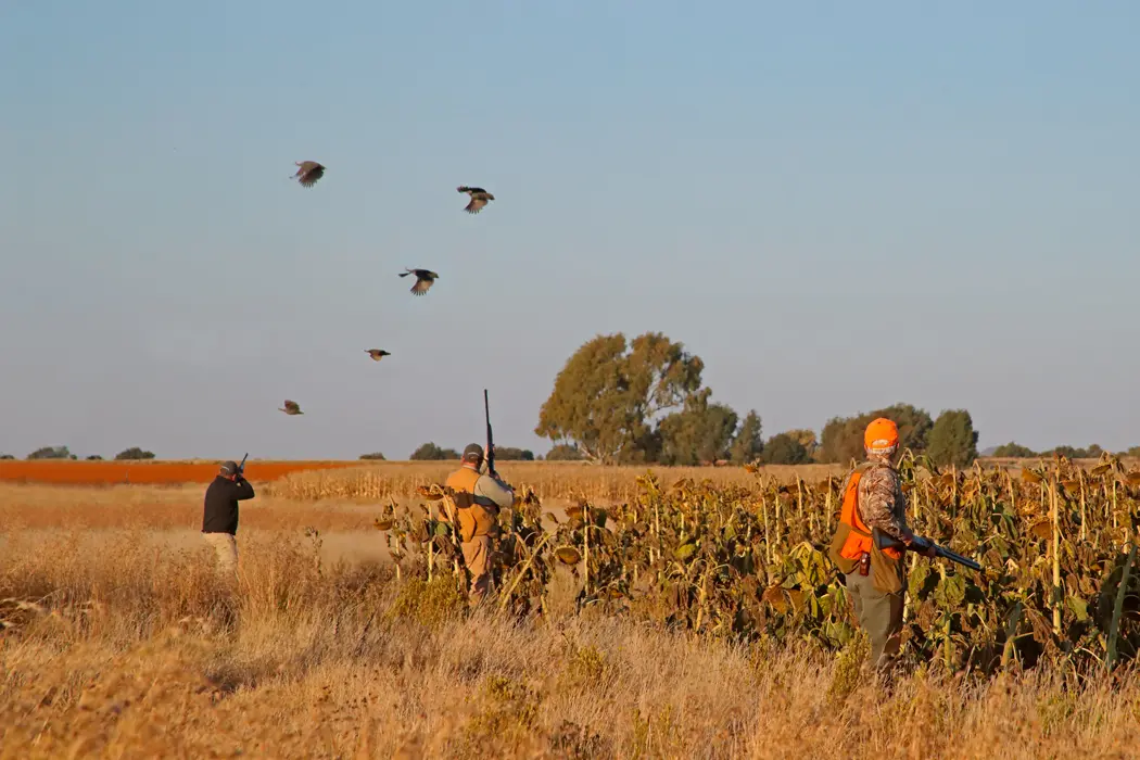 Wingshooting at Bird Hunters Africa