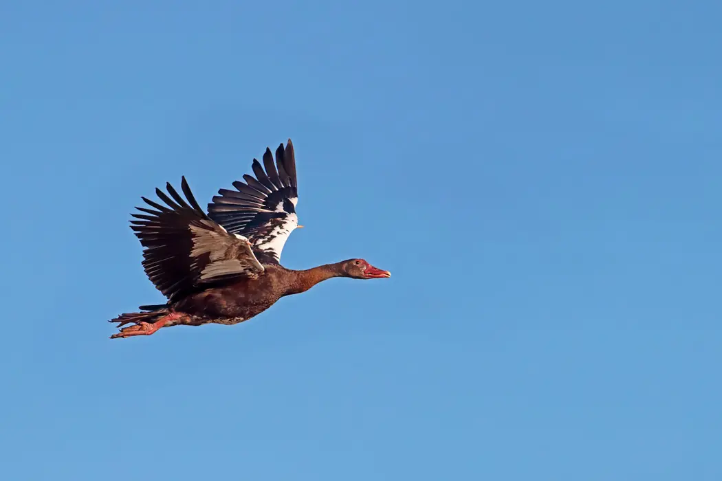 Wingshooting at Bird Hunters Africa
