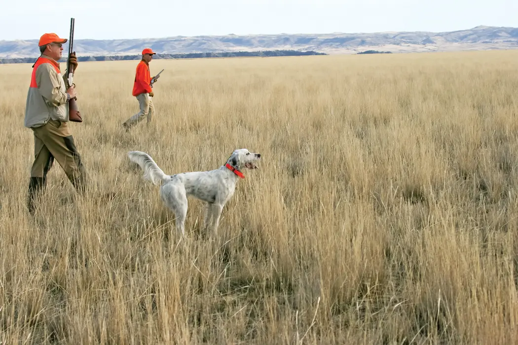 Hunting Over Others’ Dogs