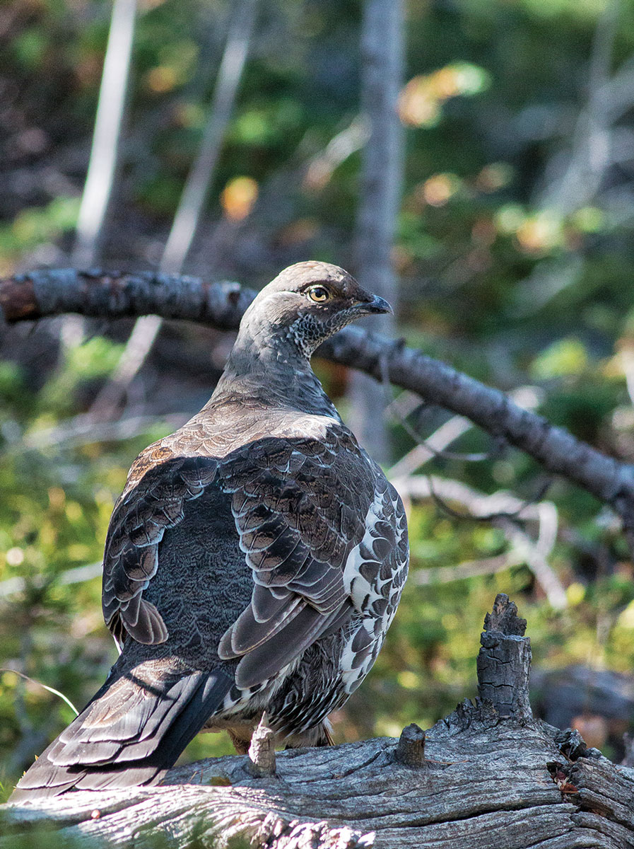 Blue Grouse