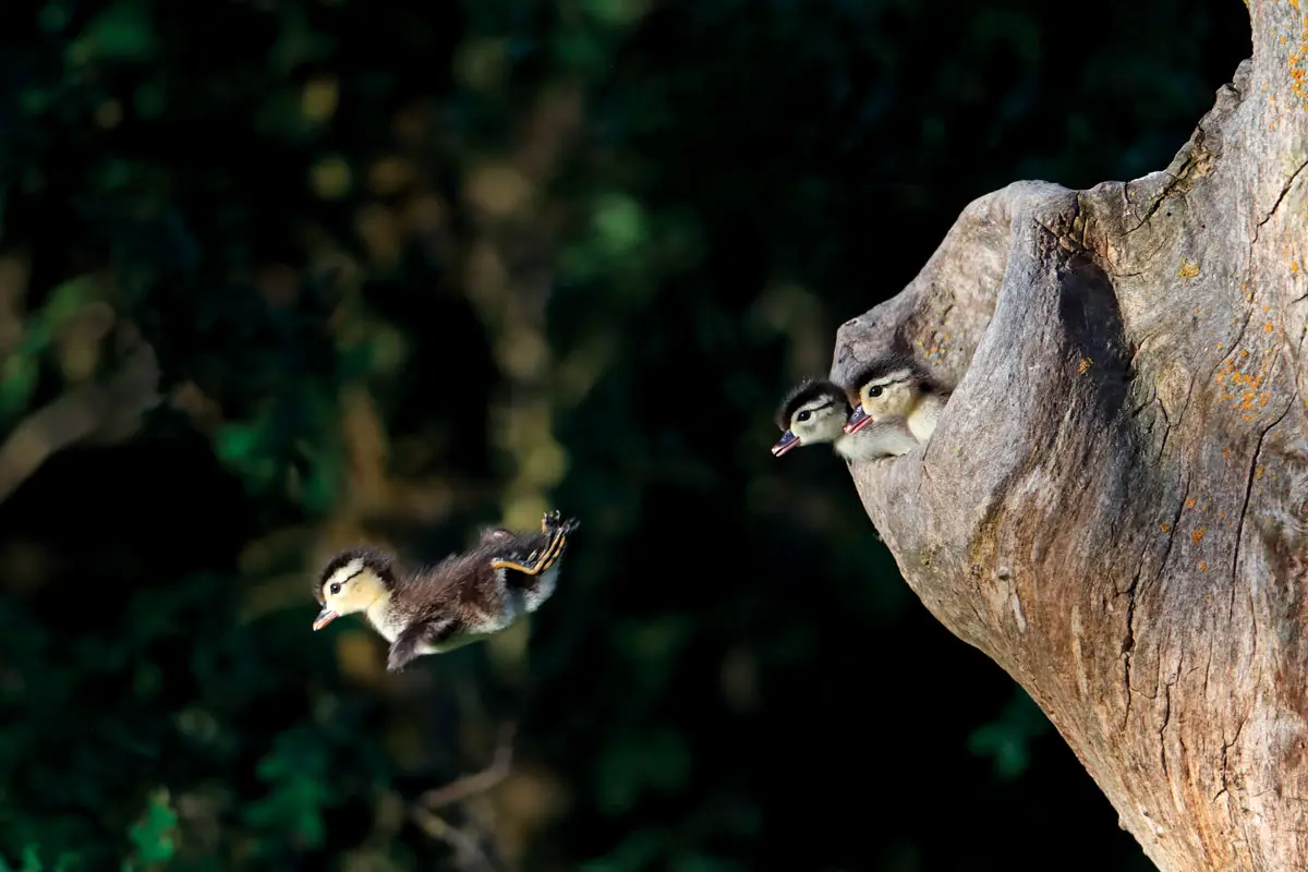 Baby Wood Ducks