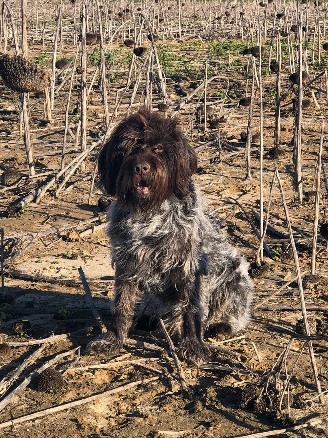 Elvis, Wirehaired Pointing Griffon