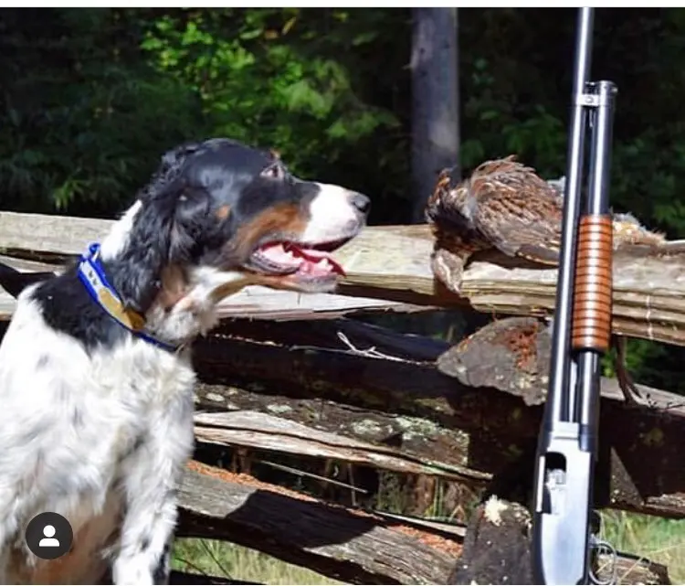 Alder dog with a model 12 I restored.
