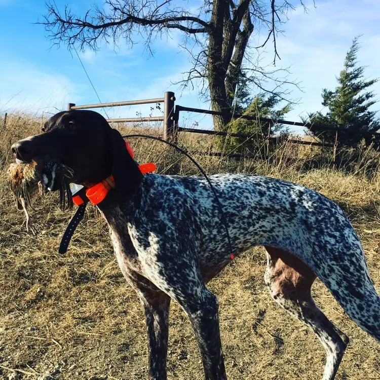 Slate