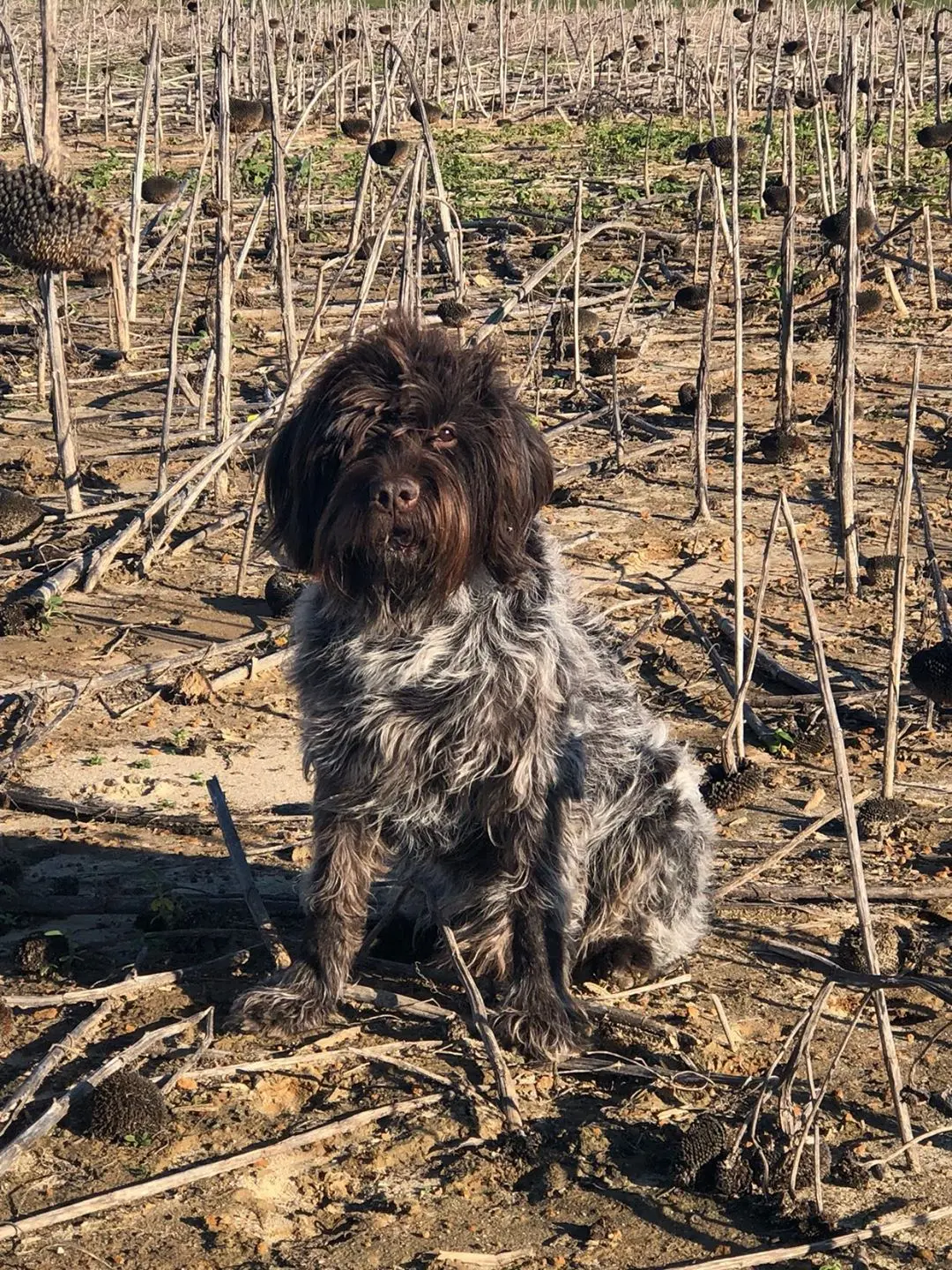 Elvis, Wirehaired Pointing Griffon