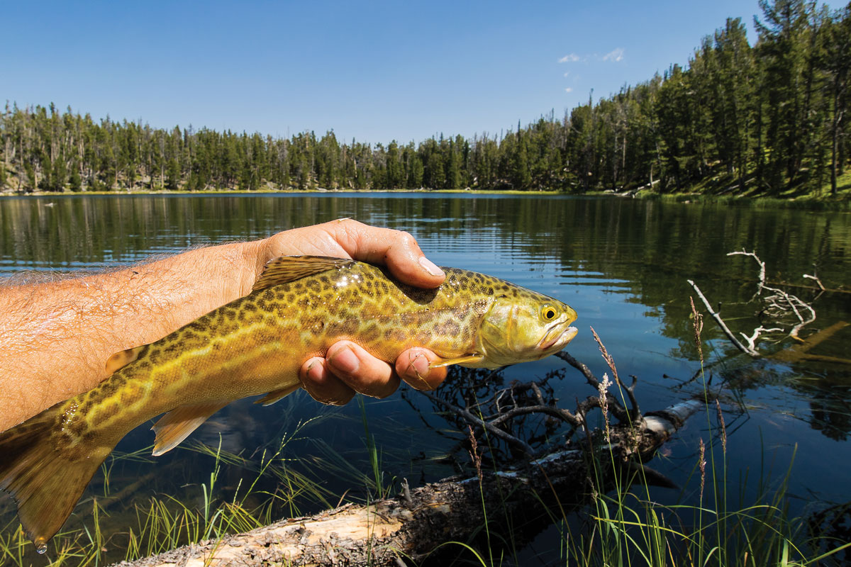 Tiger trout