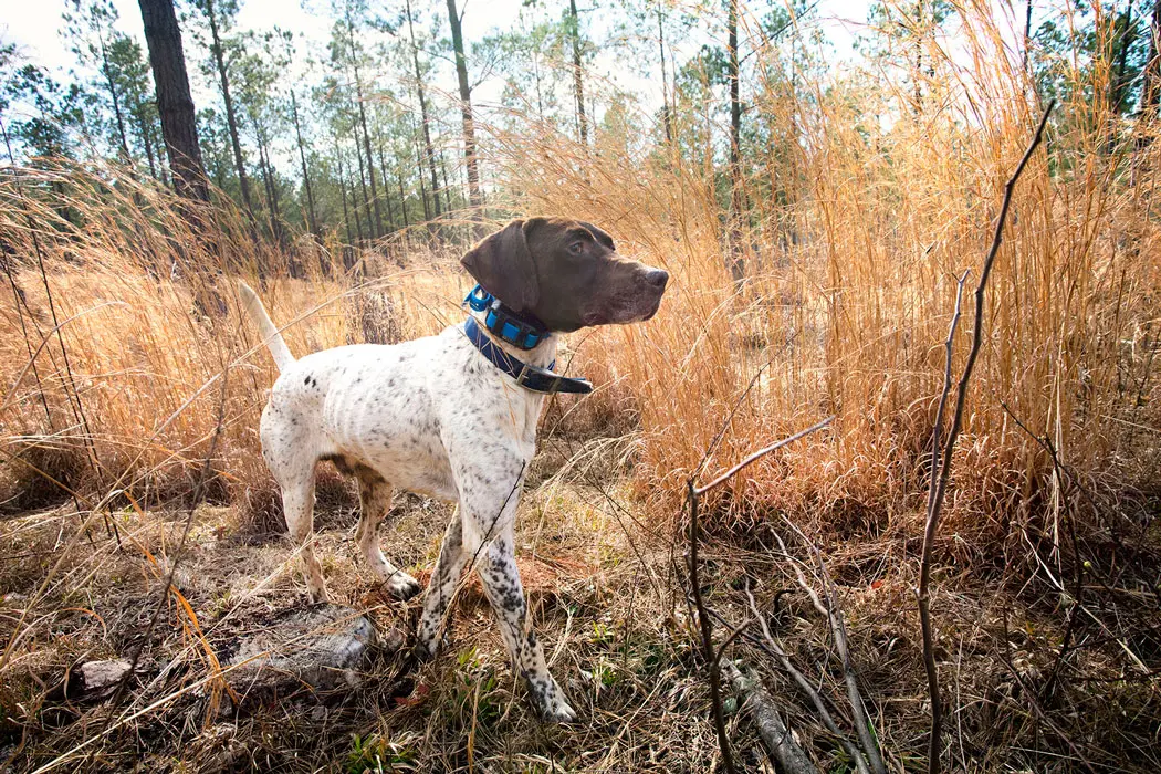 The Dogs of Fishing Creek