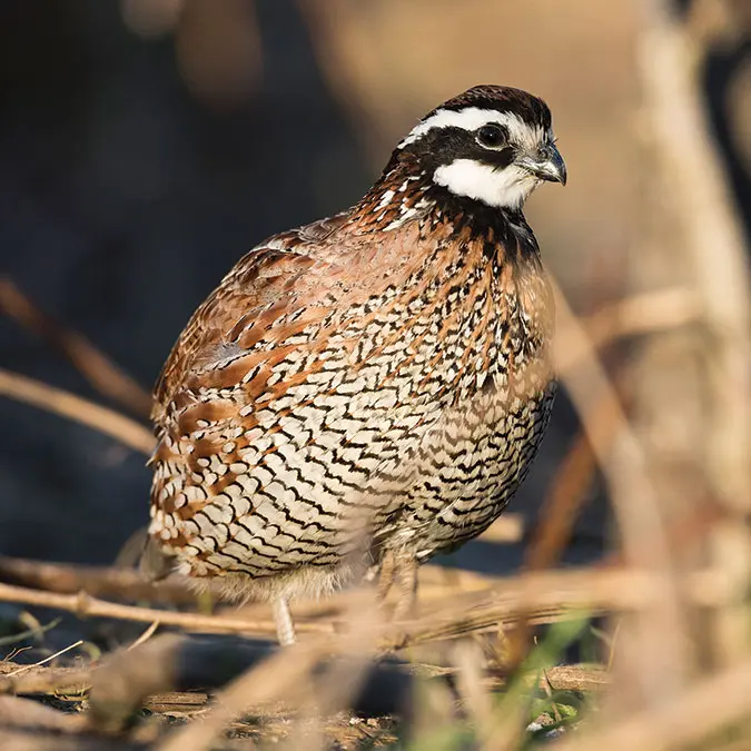 Quail