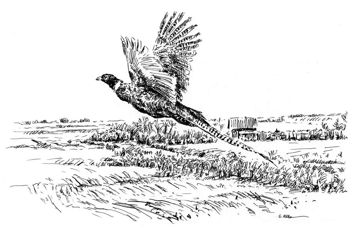 Illustration by Gordon Allen