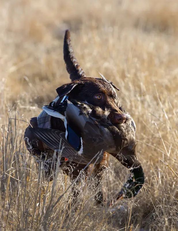 The Signature Lodge by Cheyenne Ridge Outfitters