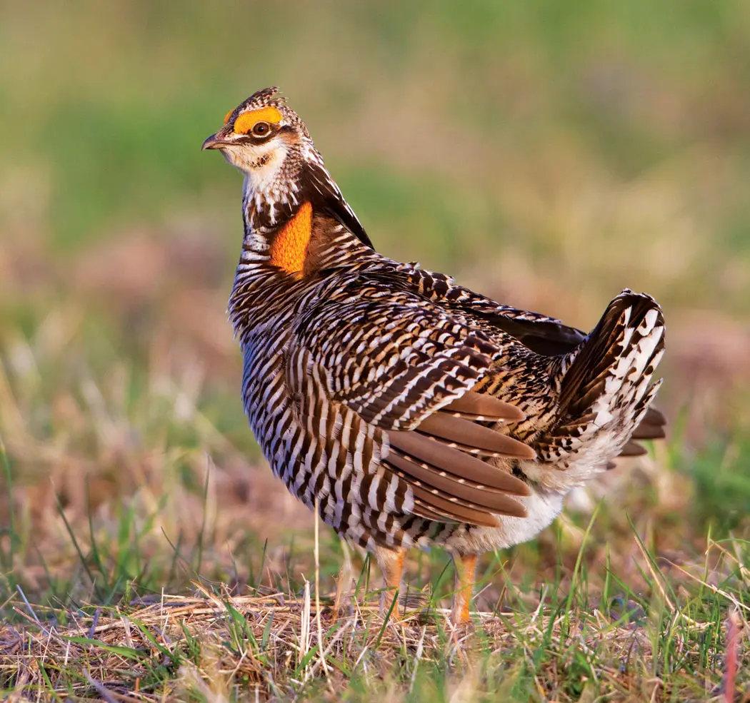 Greater prairie chicken