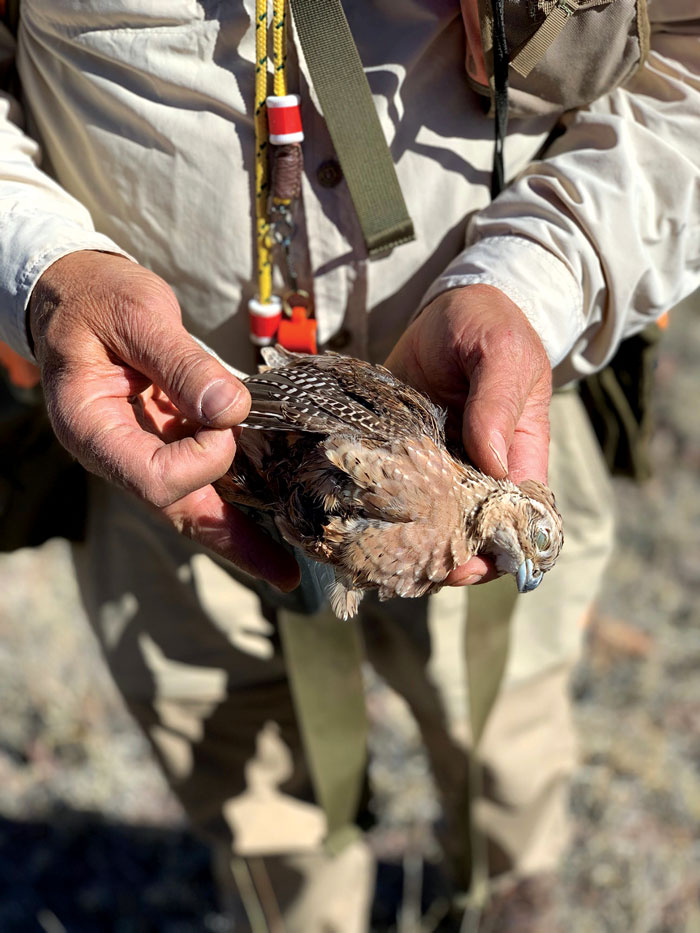 quail, female Mearns