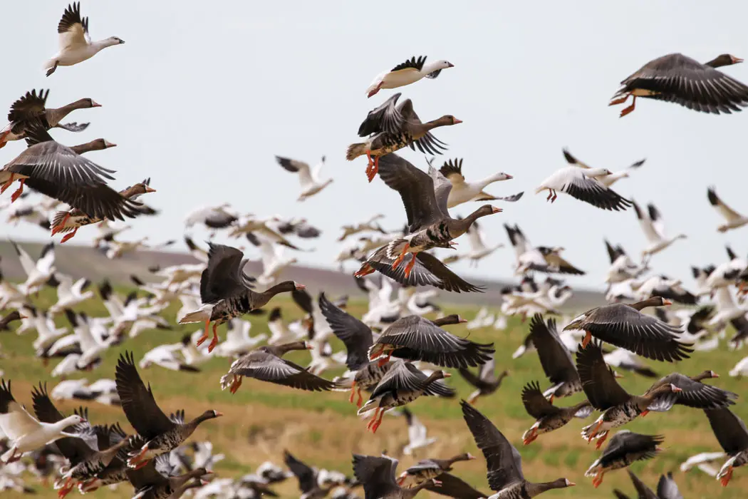 Incoming specks in Saskatchewan