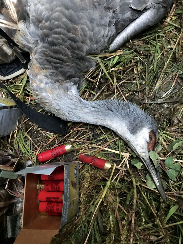 The second morning’s hunt produced steady gunning for geese and yielded the lone crane of the trip.