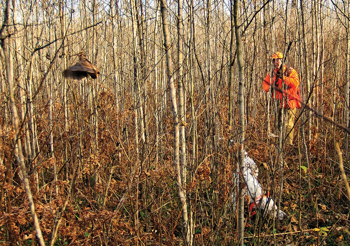 This image appears in Timothy Flanigan’s new book, Grouse & Woodcock: The Birds of My Life.
