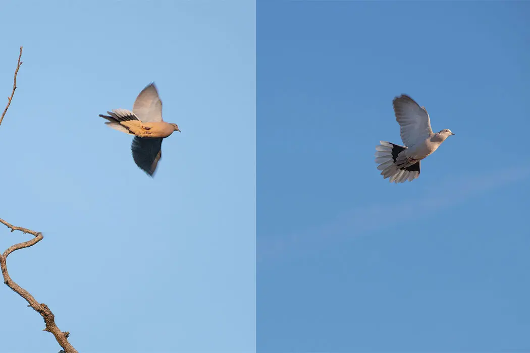 Hunters must be able to tell the difference between the mourning dove (left, with pointed tail) and the Eurasion collared dove (right, with blunt, fan-shaped tail).