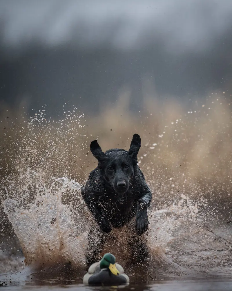 Labs run in all kinds of weather and terrain.
