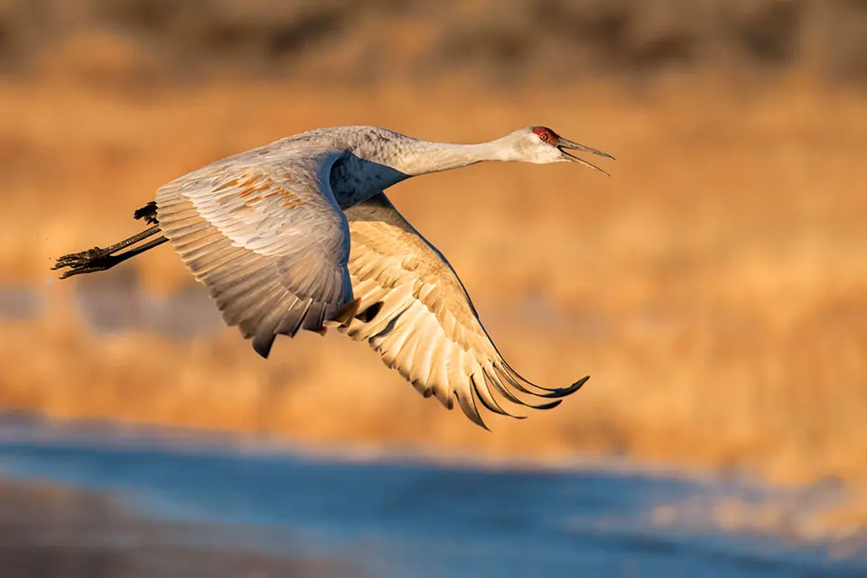 Crane