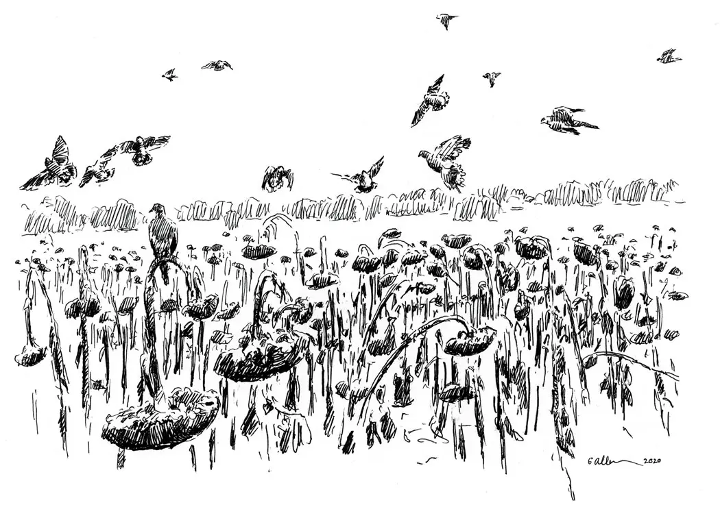 Illustration by Gordon Allen