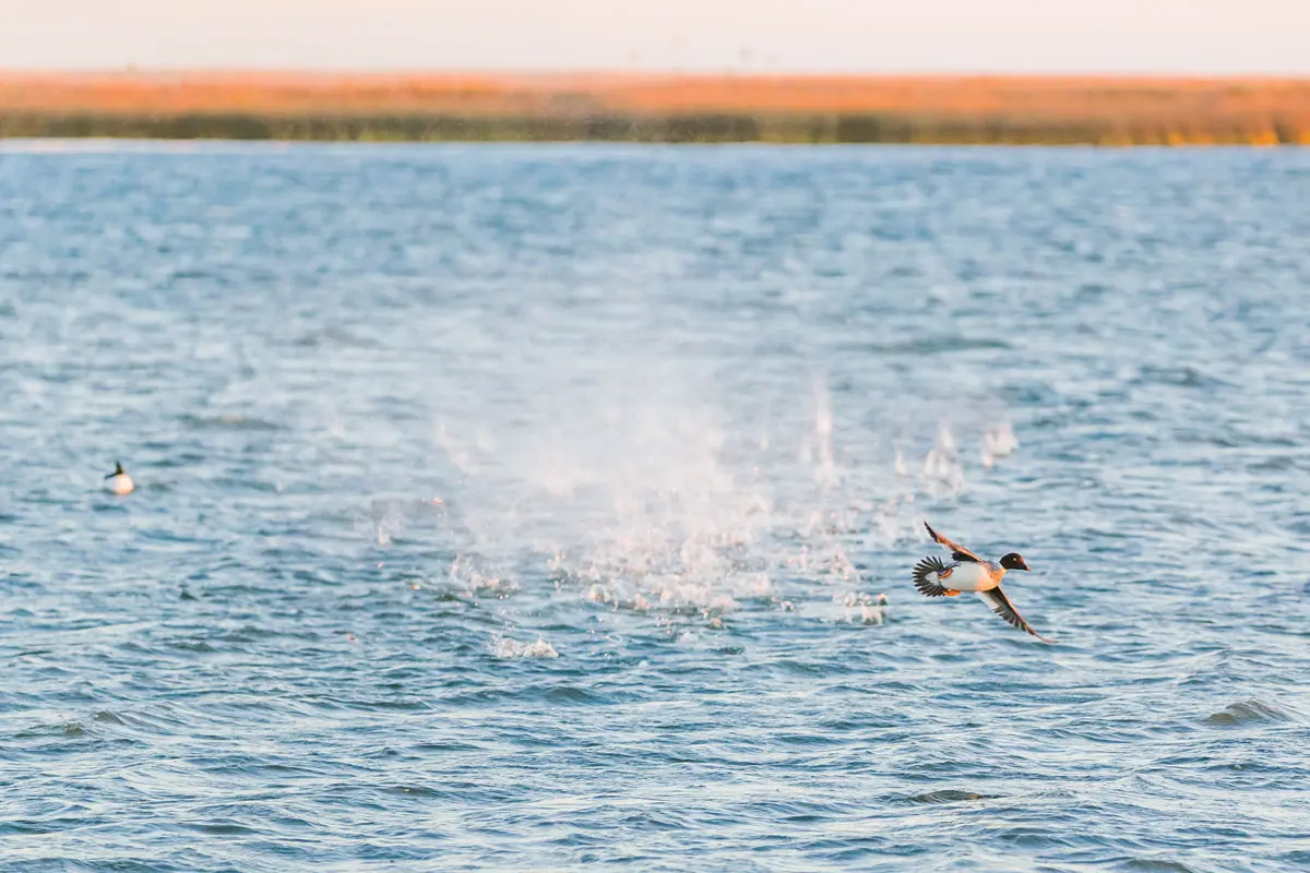 Missing a golden opportunity at a goldeneye