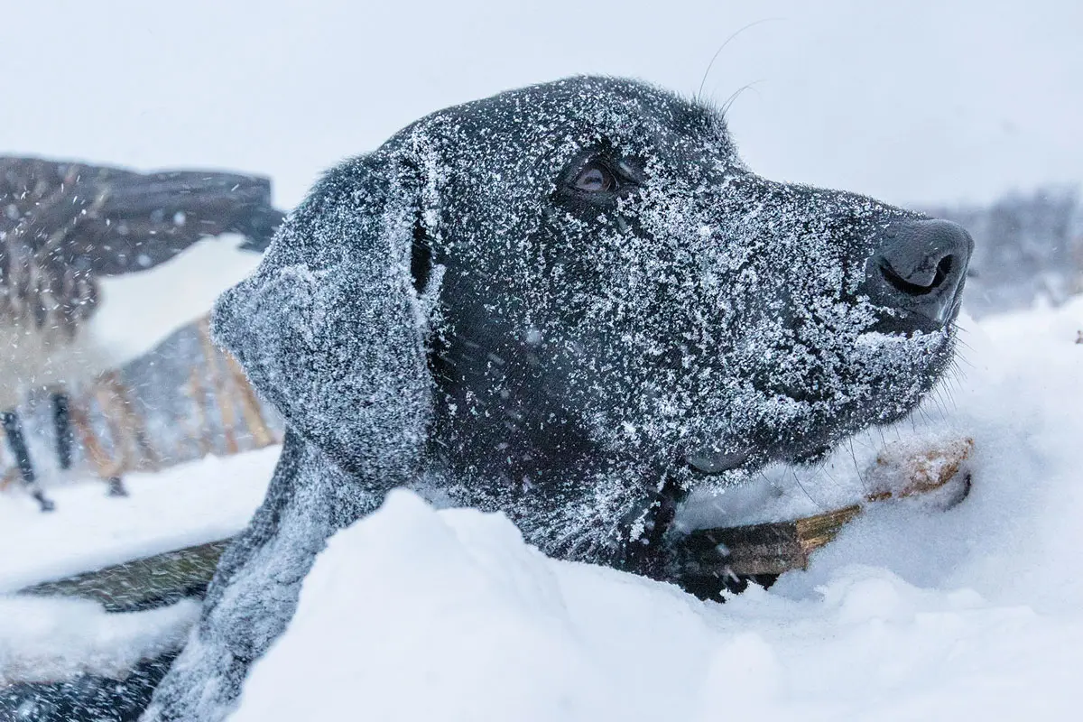 Hypothermia & Gundogs