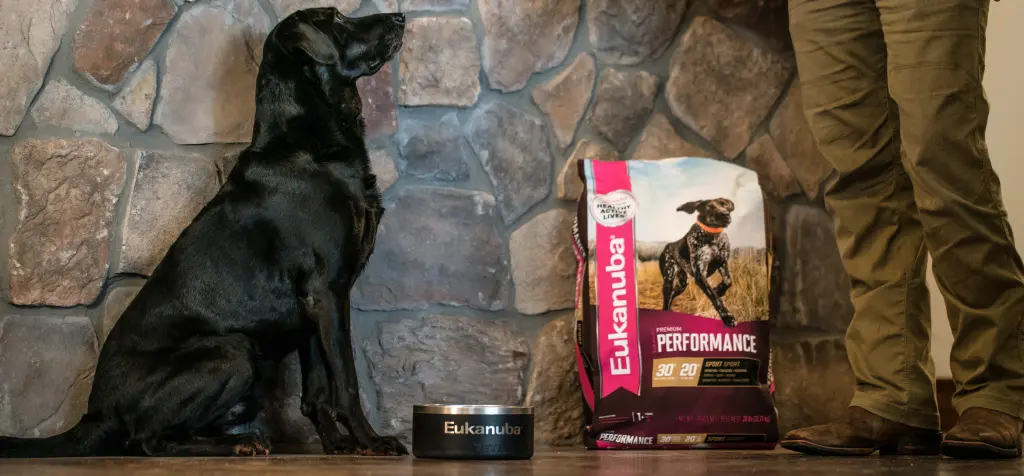 Black Lab being fed Eukanuba Premium Performance