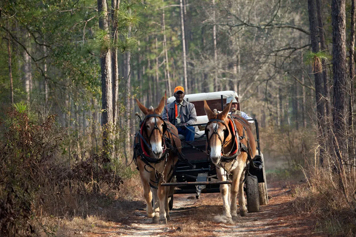 Pine Hill Plantation