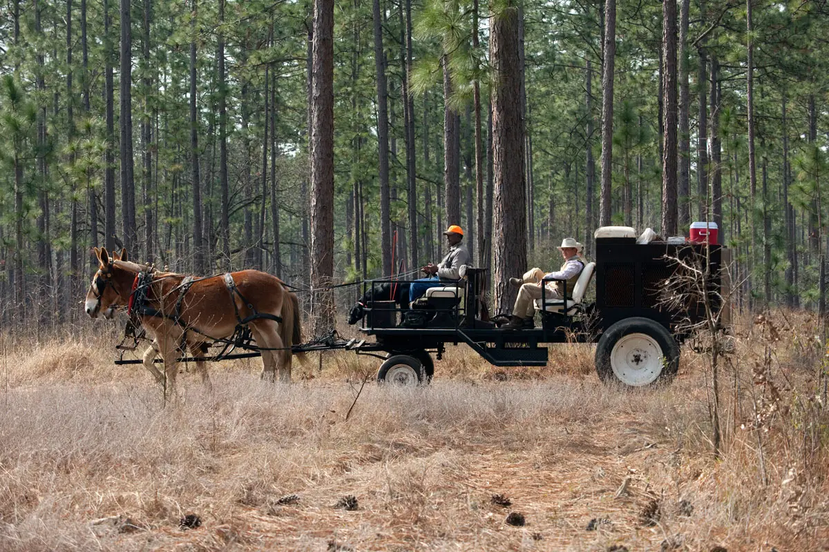 Pine Hill Plantation