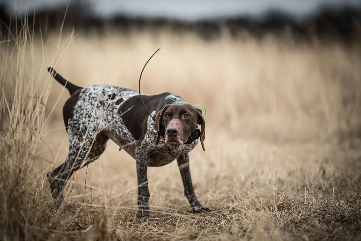 Eukanuba Sporting Dog