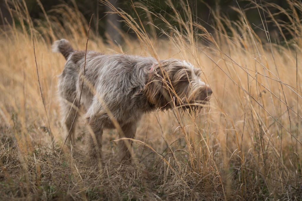 Eukanuba Sporting Dog
