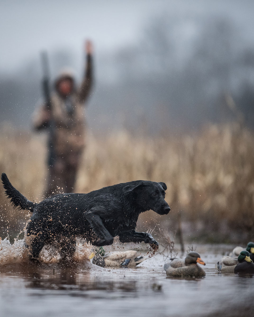 Eukanuba Unleash Your Sporting Dog s Potential Shooting Sportsman