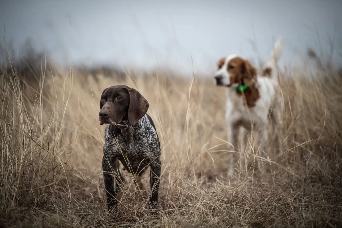Eukanuba Sporting Dog