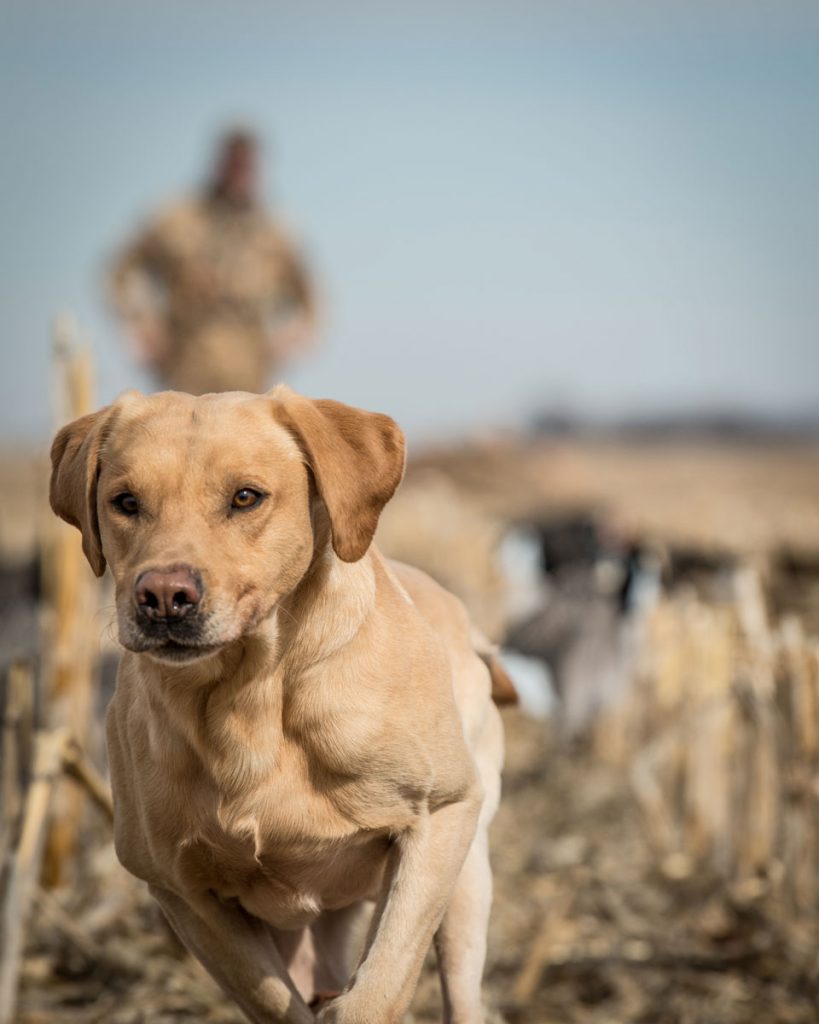 Eukanuba Sporting Dog